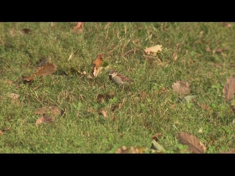 Here's how weather impacts fall colors | Eco9