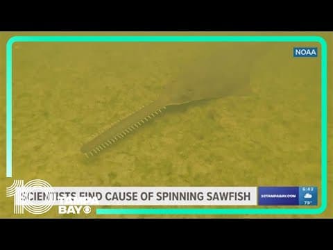 Report: Scientists figure out a potential cause of mysterious deaths of spinning sawfish
