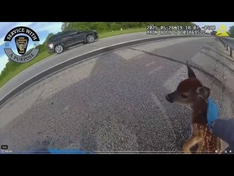 Trooper rescues fawn stuck on the side of U.S. 23 near Chillicothe