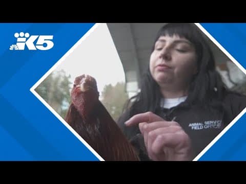 Hundreds of roosters bred for fighting seized near Yelm