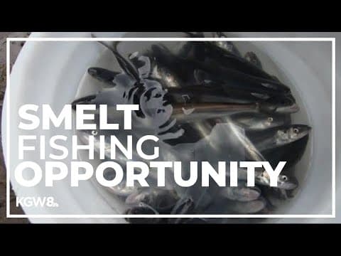 Crowds jam Sandy River for rare smelt fishing opportunity