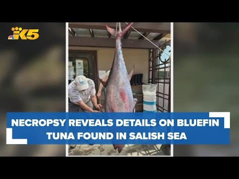 New details on bluefin tuna found in Salish Sea, outside of its normal waters