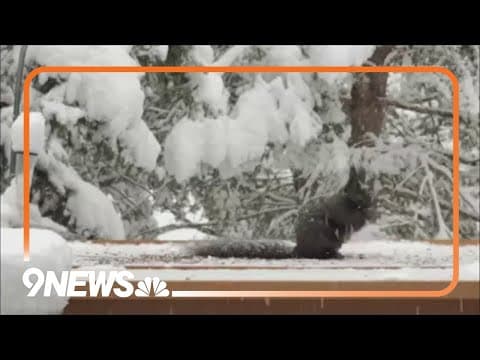 Squirrel captured on time-lapse video