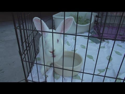 Celebrating International Rabbit Day Saturday, Sept. 24