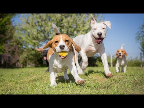 Most popular dog names in Franklin County