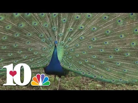 The Heartland Series returns to WBIR today