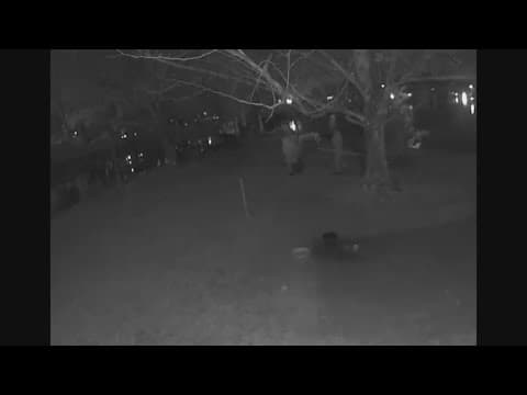 Deputies: 2 black swans, 4 of their eggs stolen from a Florida mobile home park