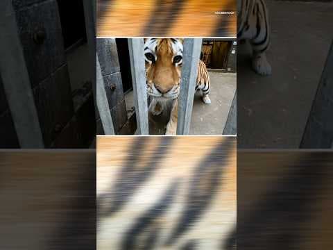 Kiya Edwards takes us on a rare behind-the-scenes look at tigers and cubs at the Minnesota Zoo.