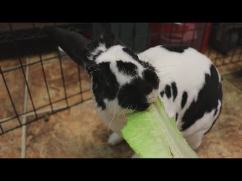 Adoptable Pet of the Week: Benedict