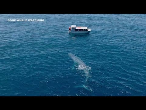Blue whale sighting off San Diego coast marks start of viewing season