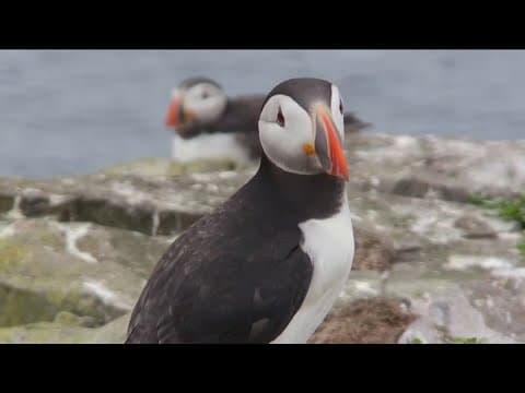 Study reveals declining genetic diversity in plants and animals