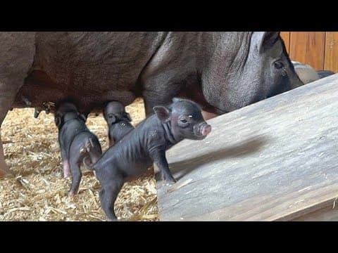 Rescued pigs give birth to 8 piglets at Houston SPCA