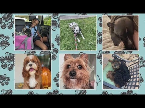 It's National Dog Day!  We are celebrating your dogs