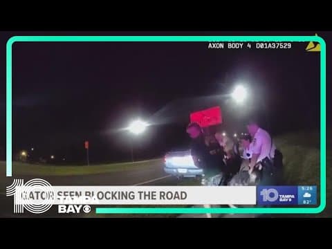 Hillsborough County deputies come across a nine-foot alligator blocking the road