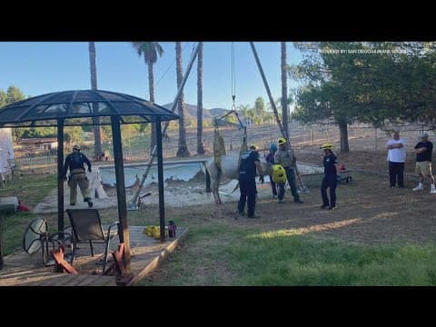 San Diego Humane Society Emergency crews help rescue horse stuck in empty pool