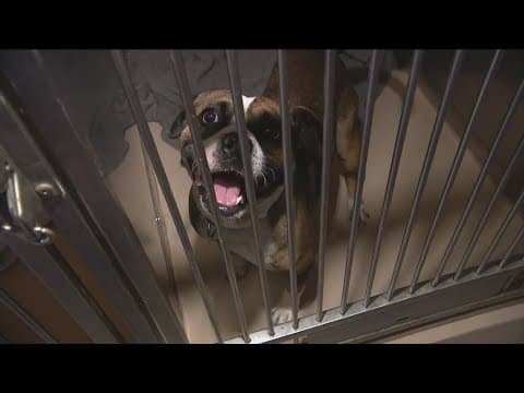 400 dogs in dire condition rescued from Ensenada shelter