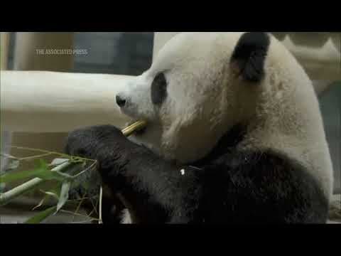 A new pair of giant pandas arrive at The National Zoo in Washington