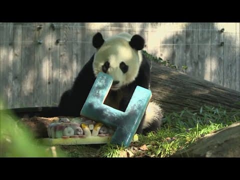 How pandas became the conservation gateway drawing global attention