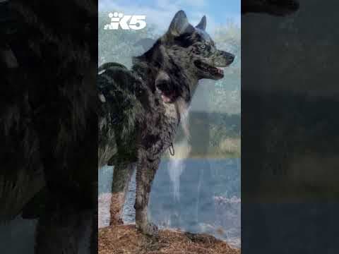 Seattle woman grieving after death of her one dog and disappearance of another in doggy daycare fire