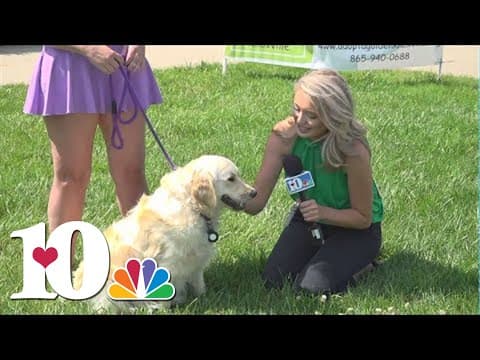 Adopt a Golden Knoxville raises money at Lakeshore Park