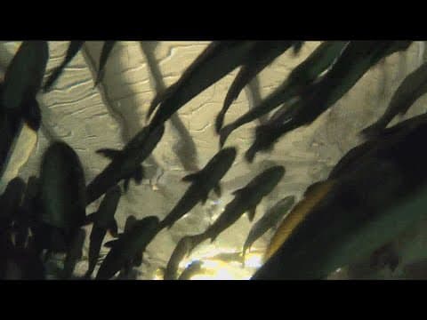 Hubbs-SeaWorld Research Institute boosts the seabass population off the San Diego coast