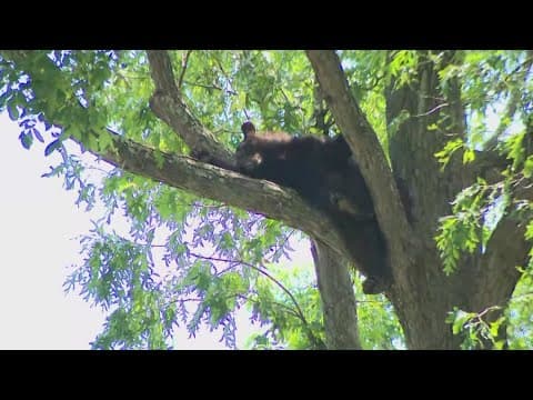 Sleepy bear causes a stir in Langley Park