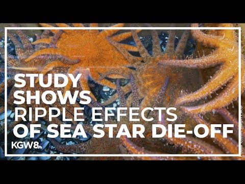 Loss of sea stars throws off West Coast ocean ecosystem