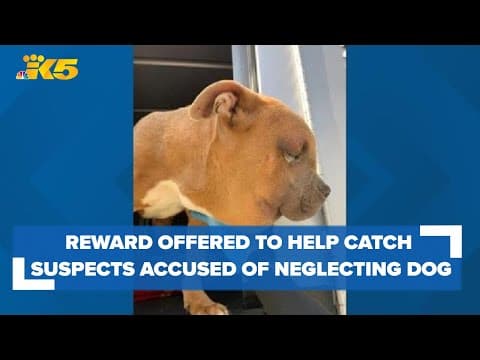 Humane Society offering $5,000 reward to help catch suspects accused of neglecting pit bull in King