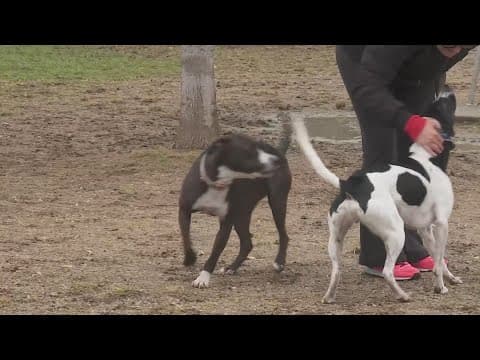 A few hundred animals adopted during freeze from northshore shelter