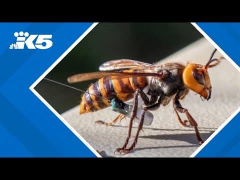 Northern giant hornets eradicated from Washington, officials say