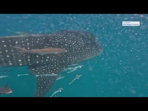 A whale of a sight! World's largest fish spotted near Texas coast
