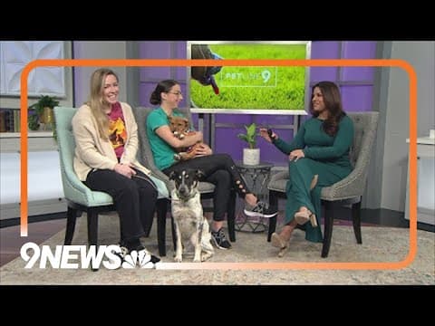 18-week-old and 10-month-old cattle dog mixes need forever homes