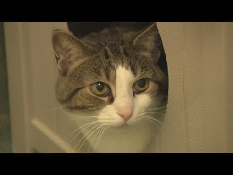 Adoption fees waived for senior pets at Fairfax County Animal Shelter