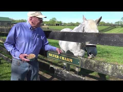 Oldest living Kentucky Derby winner Silver Charm still shines at 30