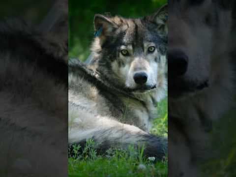 Lawsuit seeks to stop Colorado grey wolf reintroduction