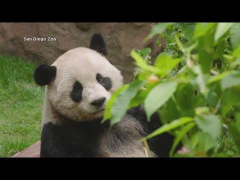 Pandas are back at San Diego Zoo beginning Aug. 8
