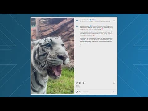 Downtown Aquarium says goodbye to Marina, its last white Bengal tiger
