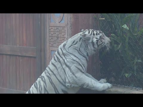 Houston Aquarium bids farewell to beloved white tiger Reef after 20 years