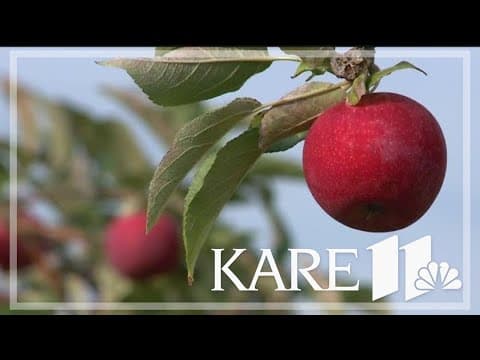 University of Minnesota unveils newest apple variety
