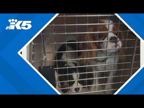 Nearly 70 dogs seized from 'alleged breeder' after Pierce County search warrant