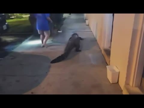 Gator spotted at Fairfax County motel