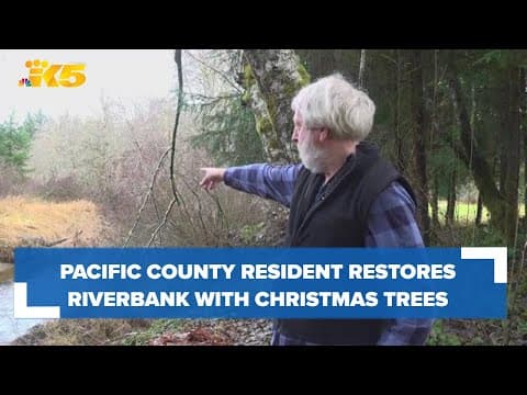 How a Pacific County resident is using old Christmas trees to restore a riverbank