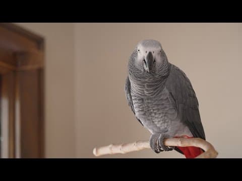 Apollo the parrot isn't just a world record holder, he helps researchers measure animal cognition