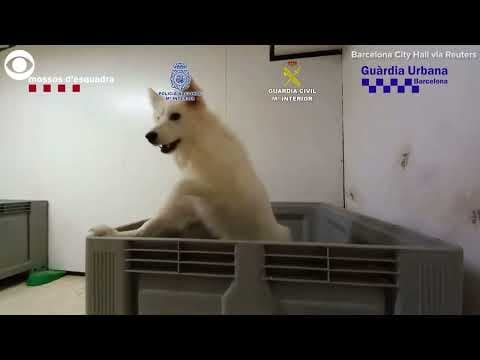 More than 400 animals rescued in Spain in traffic ring bust