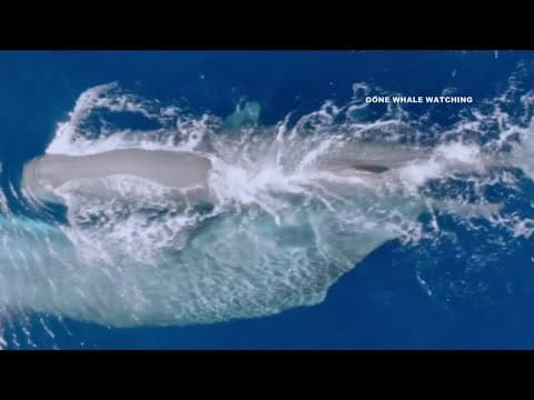 More rare sperm whales spotted off San Diego coast