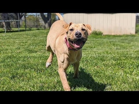 Pets of the Week: 6-1-2024