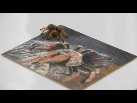 Could you please paint my pet Tarantula?
