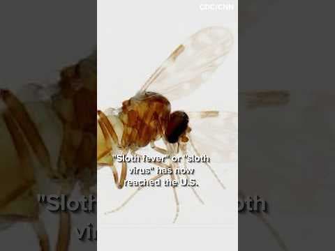 CDC issues warning on “sloth fever”