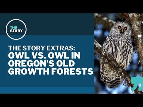 Saving the Northern spotted owl could mean killing the competition | The Story extras