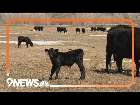 Middle Park Stockgrowers get money for non-lethal wolf deterrents